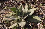 Common mullein